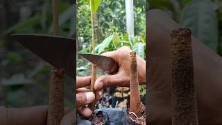 Rootstock grafting techniques EP782 satisfying gardening101 [upl. by Talanian192]