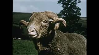 Different Types of Sheep and If Theyre Used for Meat or Wool  Sheep 1954  CharlieDeanArchives [upl. by Cuyler242]