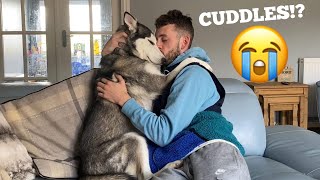 Cuddling My Husky Puppy As Long As Possible Challenge WITH FUNNY CAPTIONS [upl. by Santini]