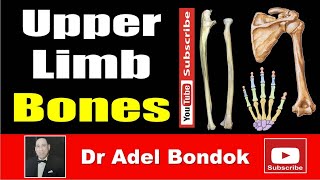 Upper Limb Bones Osteology Dr Adel Bondok Making Anatomy Simple [upl. by Enirahtak387]