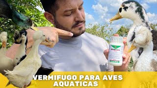 Vermifugação em aves aquáticas vermífugo  doenças aves  patos  marrecos aves aquáticas [upl. by Ahseik]