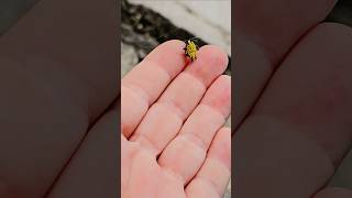 Yellow spiny orb weaver spider Playa del Carmen Mexico tropical Caribbean city arachnid life nature [upl. by Aikemit997]