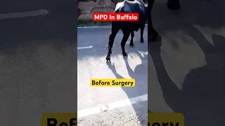 MPD in Buffalo  Medial Patellar Desmotomy drsureshjangir veterinary [upl. by Ezequiel]