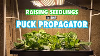 How to Raise Seedlings for a NFT Hydroponic System [upl. by Coulson]