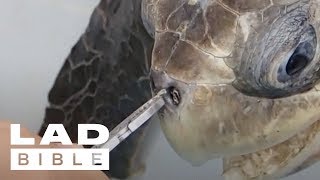 Trash Isles Turtle Gets Plastic Straw Removed From Its Nose By Rescuers  LADbible [upl. by Nirhtak]