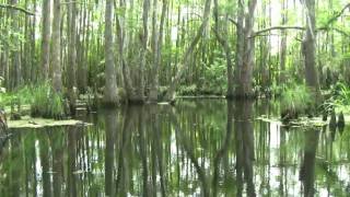 Louisiana Bayou [upl. by Peppie]