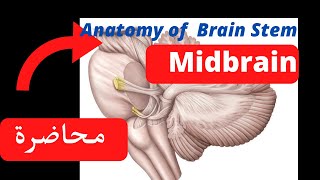 Anatomy of brain stem midbrain and interpeduncular fossa [upl. by Aeikan935]