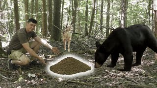 I Left Dog Food in the New England Woods Heres What Happened [upl. by Etteneg]