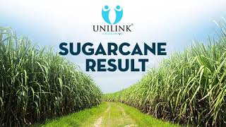 Sugarcane Result 37 [upl. by Gayl327]