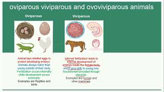 Oviparous Viviparous and Ovoviviparous Animals  Reproduction [upl. by Enihpesoj357]