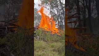 PRESCRIBED BURNING PILES [upl. by Hastings]