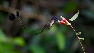 Marvelous Spatuletail Loddigesia mirabilis in Huembo Lodge Amazonas region  Peru [upl. by Netti]