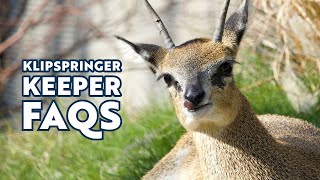 Klipspringer Keeper FAQs [upl. by Macdonald]