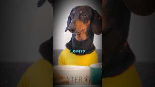 Discover the Miniature Dachshund 🐕 Reasons Why Theyre the Cutest Pets shorts animalfacts dog [upl. by Idnor593]