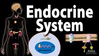 The Endocrine System Overview Animation [upl. by Fasano]