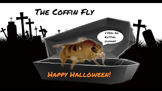 The Coffin Fly An Informative Video About This Macabre Insect [upl. by Omidyar530]