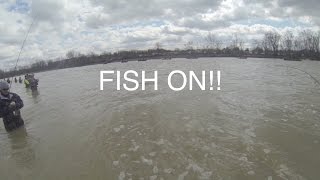 Fish On 2016 Maumee River Walleye Run [upl. by Nyrat]