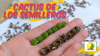 Limpieza de platas para repique  CACTUS LAND QUICHÊ ASTROS CACTUS REPIQUE SIEMBRA [upl. by Sigler712]