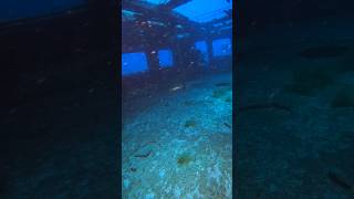 Dive through the passenger deck of the MV Karwela wreck on Gozo dive diving malta gopro [upl. by Lodnar]