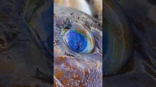 Looking into Deep Blue Lincod Eyes lingcod fishing oregon [upl. by Asiulairam273]