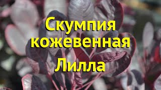 Скумпия кожевенная Лилла Краткий обзор описание характеристик cotinus coggygria Lilla [upl. by Anilosi692]