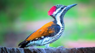 10 Most Beautiful Woodpeckers in the World [upl. by Dorothee]