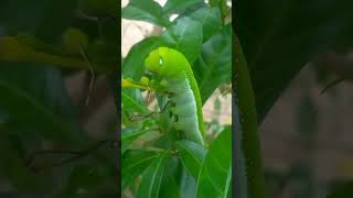 Short caterpillar 4k Zone animalworld nature Grean Nature insect youtubeshorts trending [upl. by Rebmit]