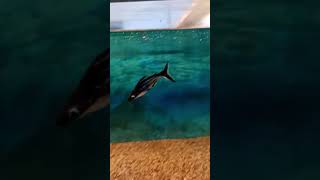 black ear pangasius catfish fish aquarium play shortsvideo trending trending viral nature [upl. by Eldin]