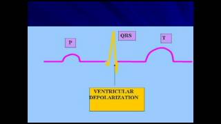 AP2 EXAM 1 HEART DEPOLARIZATION amp REPOLARIZATION OF HEART CHAMBERSavi [upl. by Nylcoj308]