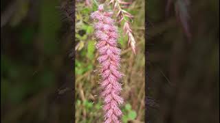 Pennisetum pedicellatum Poaceae familynature trending flowersgarden gardening forestflower [upl. by Sully493]