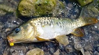 Fishing for carp in the desert Mirror carp madness [upl. by Jala]