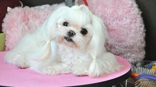 Maltese Grooming Tweety Tear Stain Cleaning Top Knot Tutorial Groom at Home Series [upl. by Asseneg]