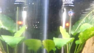 Nerite Snail Babies Hatched eggs in Freshwater [upl. by Buchalter]