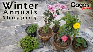 Winter Annuals Shopping  Seasonal Plants  Calendula  Primula  Carnation  Marigold  Petunia [upl. by Yahsan56]