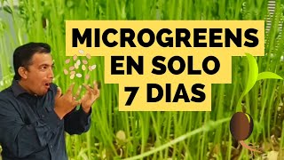 Germina y Cosecha Microgreens o Germinados de Granos [upl. by Sherlocke]