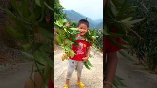 Harvesting tasty mango 🥭 🥭 on our farm  Yummy green mango fruit shorts mango youtubeshorts [upl. by Godden]