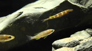 Paracyprichromis brieni Lusingu [upl. by Yrreb937]