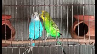 Budgerigar birds বাজরিগার পাখি [upl. by Betty]