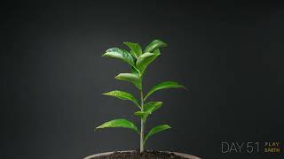 Growing Baobab TreeAdansonia digitata From Seed  76 days Time Lapse [upl. by Niels]