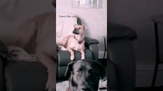 Woof woof bark bark youtubeshorts funny dog trending [upl. by Annahsit967]