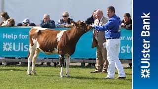 Day 3 of the 2016 Balmoral Show in partnership with Ulster Bank [upl. by Ardnassac]