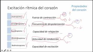 Fisiología Excitación rítmica del corazón propiedades del corazón y la influencia del SN autónomo [upl. by Omari203]