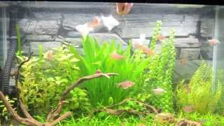 Feeding Time For My Tetra Fishes [upl. by Cornwall]