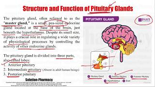 Anatomy amp Physiology 106 Structure amp Function of Pituitary Glands  Pituitary Gland Hormones [upl. by Noseimaj]