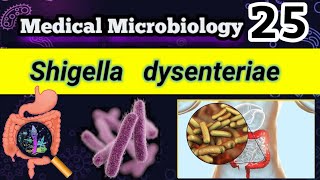 Shigella dysenteriae Shigellosis Food poisoning شرح بالعربي [upl. by Oralee]