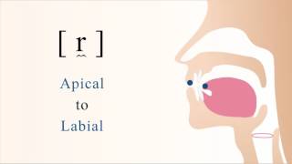 r̼  voiced apical labial trill [upl. by Aneekas]