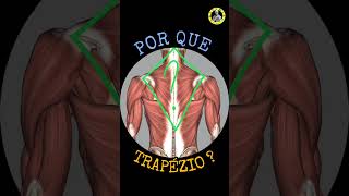 POR QUE TRAPÉZIO [upl. by Ledua]