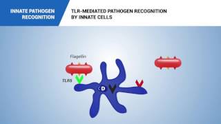 Innate pathogen recognition [upl. by Lyda]