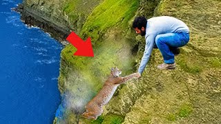 Man Saved Lynx On A Cliff What the Lynx Does Next Will Leave You Astonished [upl. by Avictor]