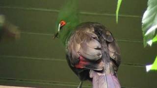 buffons turaco [upl. by Nerro]